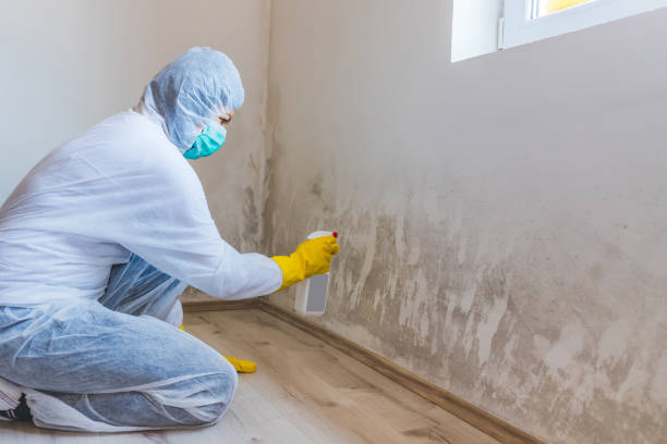 Licensed Mold Remediation service in Douglas, MI - WQB Mold Removal